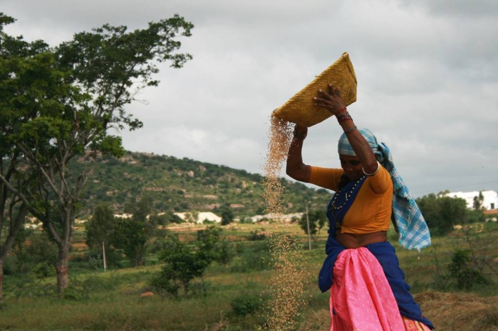 आंध्र प्रदेश के महबूबनगर जिले में एक महिला किसान ज्वार की ओसाई करती हुई-ज़मीन अधिकार विधवा