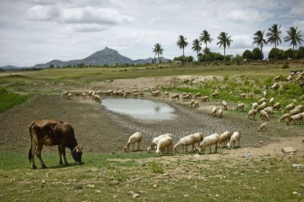 बाईं ओर एक गाय और एक खेत चरने वाली कई भेड़ें। बीच में एक जल स्रोत है_सार्वजनिक भूमि