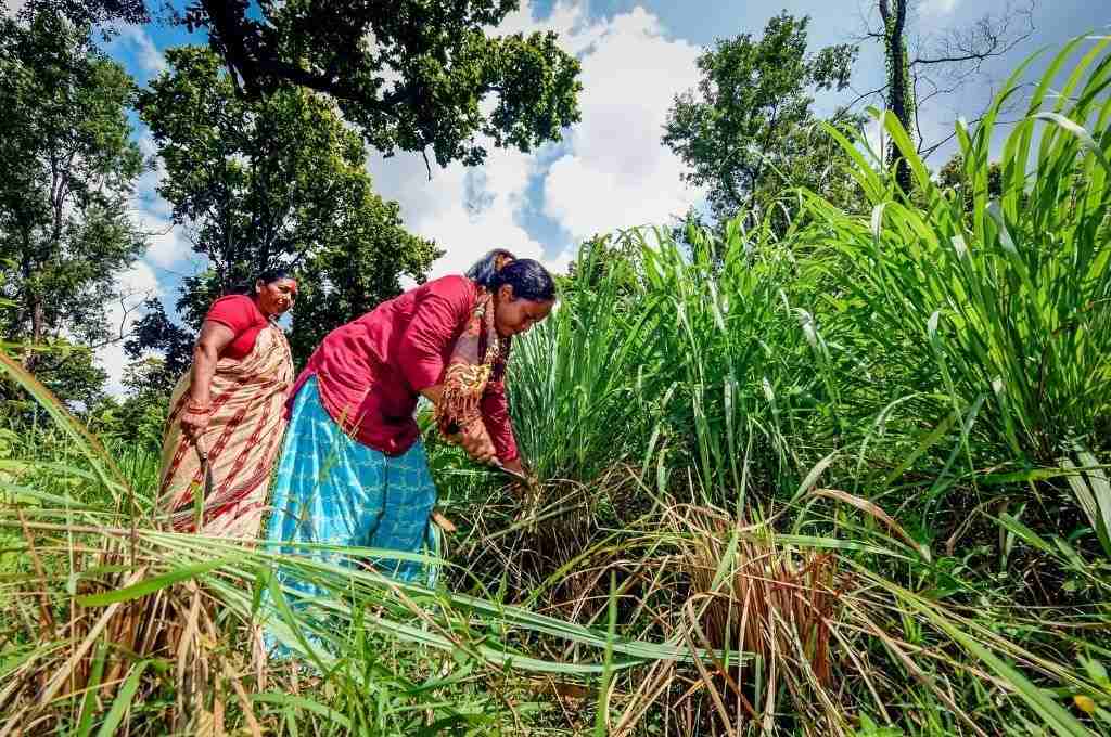 खेत की कटाई करती महिलाएं_फ़्लिकर-महिला किसान