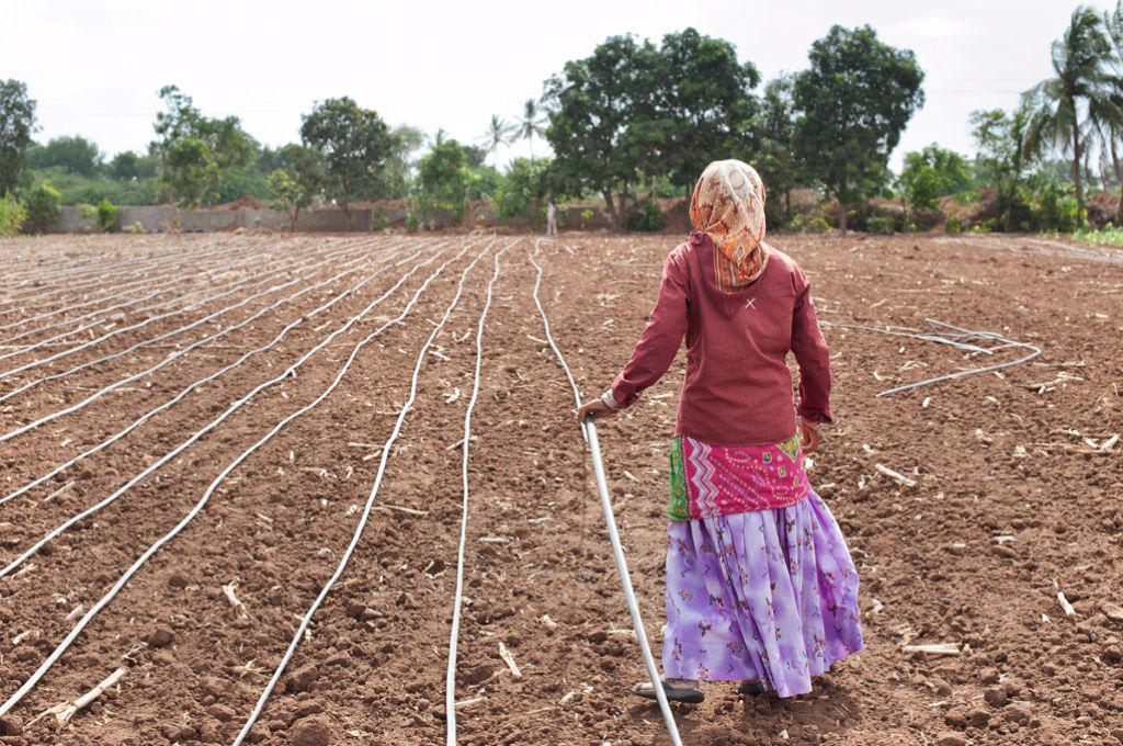 कैमरे की तरफ़ पीठ की हुई एक महिला खेत में खड़े होकर अपने हाथ में सिंचाई वाली एक पाइप पकड़े हुए _ खेती किसान