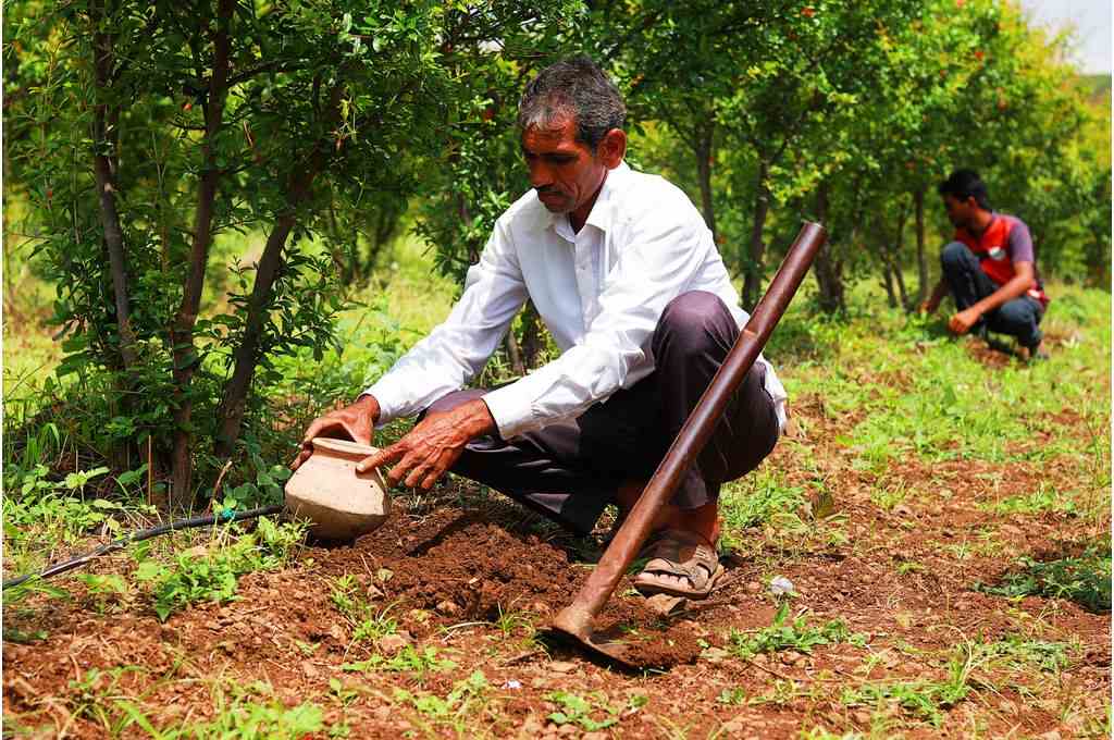 महाराष्ट्र के अहमदनगर जिले के किसान राजेंद्र सीताराम खपरे अनार के पौधे के पास मिट्टी का घड़ा दबाते हैं-जलवायु परिवर्तन