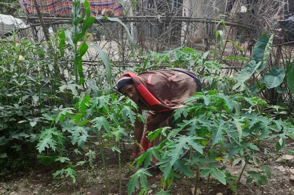 कोकिला देवी कुछ पौधों की देखरेख करती हुई_आदिवासी महिला