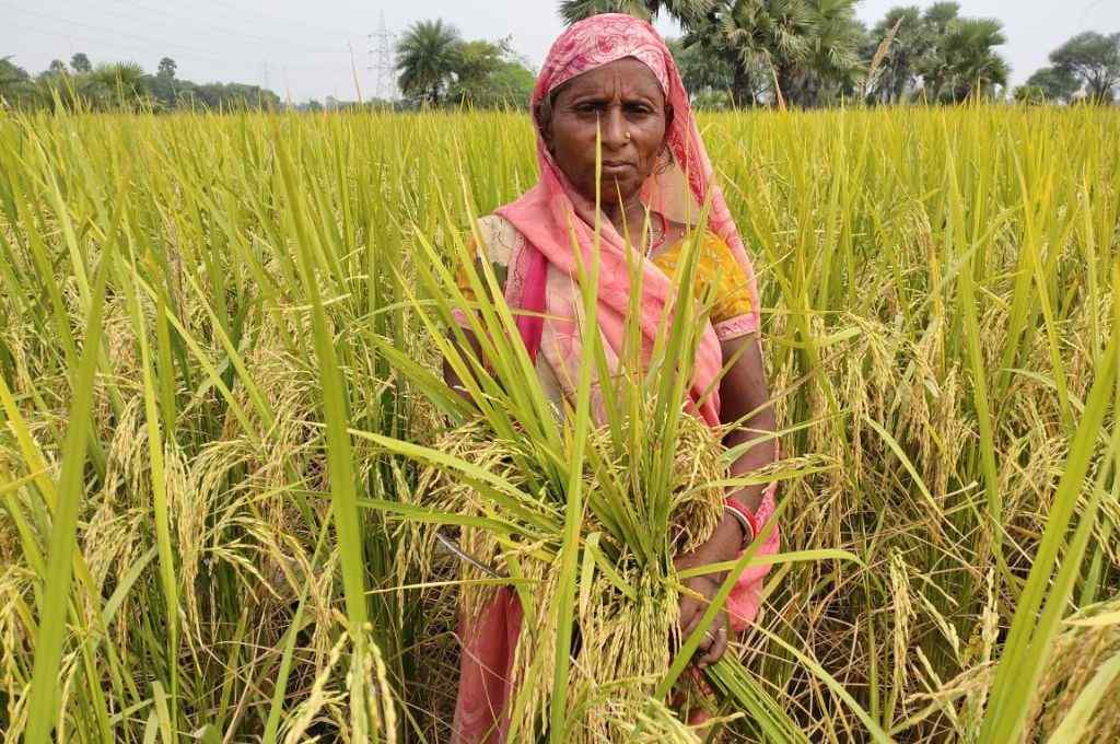 चावल के खेत में गुलाबी साड़ी में एक महिला किसान-महिला किसान
