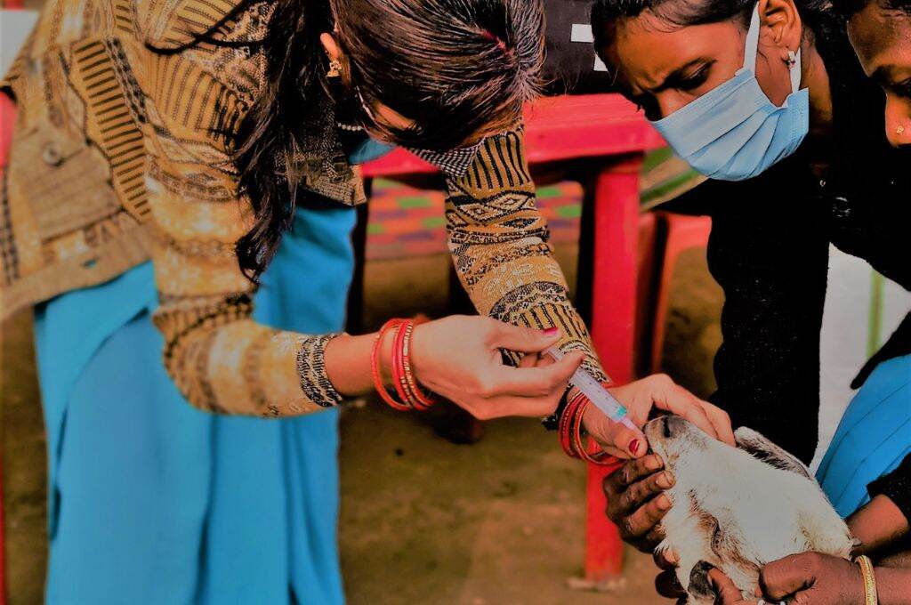 एक बकरी को टीका लगाती दो महिला पैरावेटरनरी कर्मी-पशु सखी