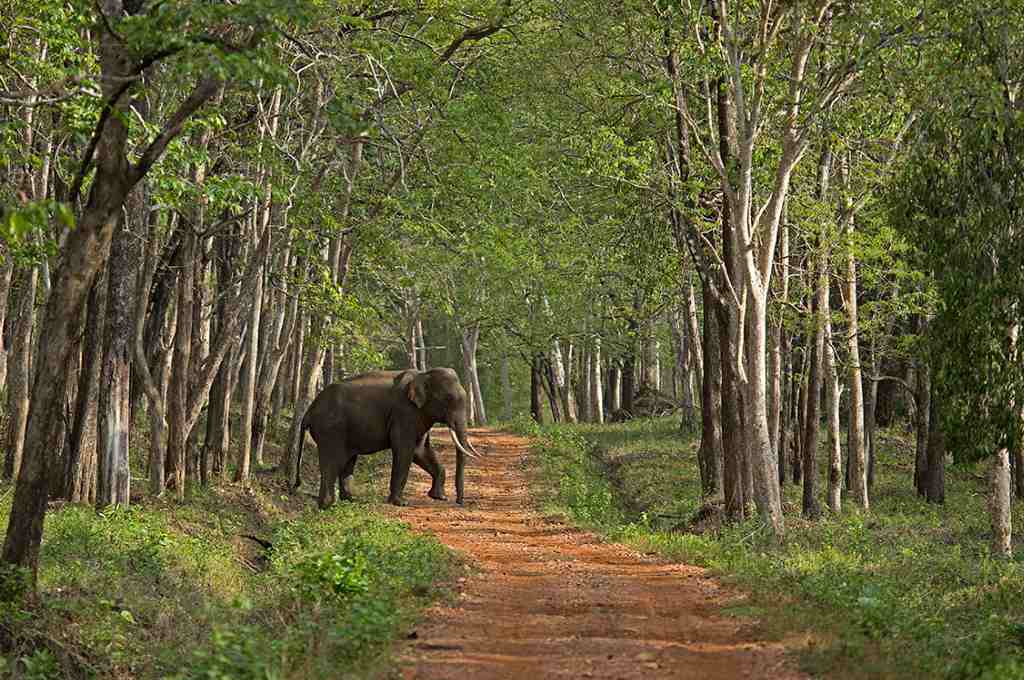 जंगल की एक सड़क पार करता हुआ एक हाथी_मानव वन्यजीव संघर्ष