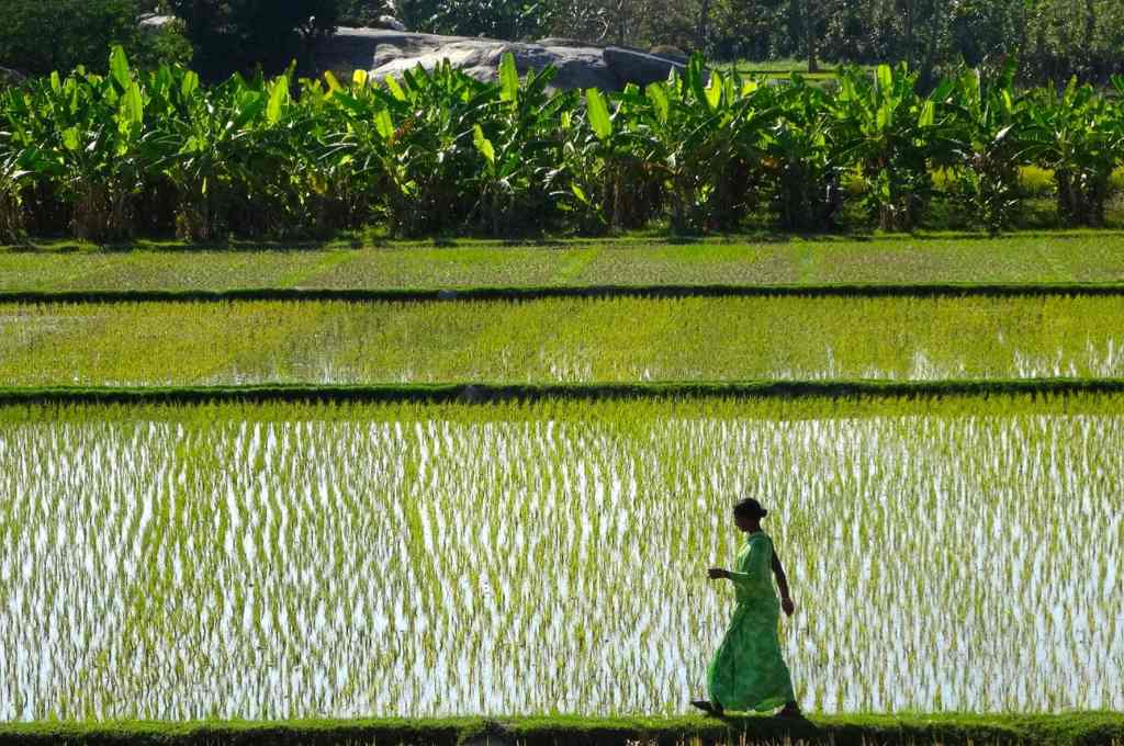 धान की खेत की मेड़ पर चलती के महिला-भूमि अधिकार