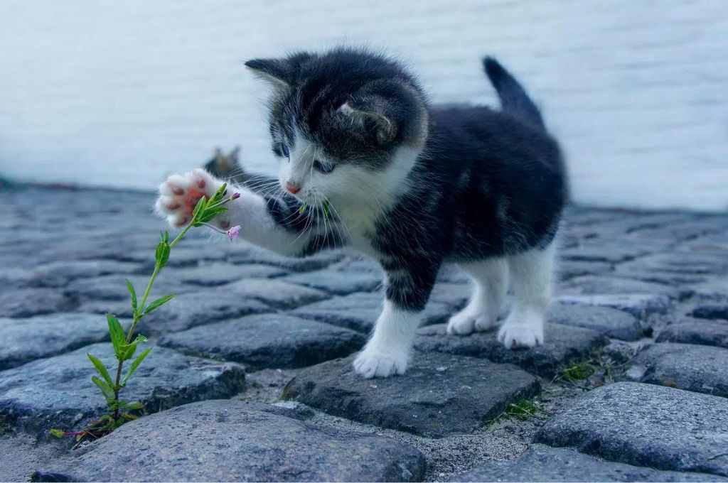 एक बिल्ली एक पौधे के साथ खेल रही है_जलवायु