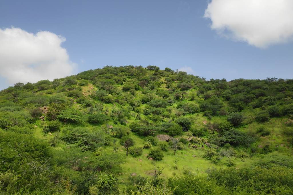 एक पहाड़ी जिस पर घास और छोटी झाड़ियां उगी हुई हैं_सार्वजनिक भूमि संरक्षण