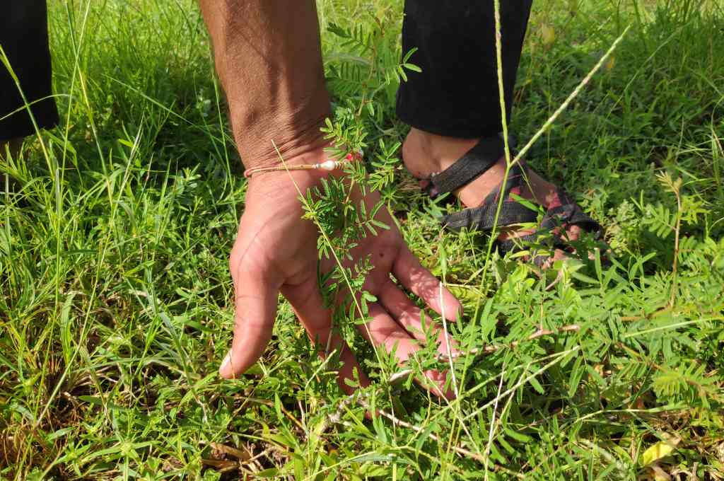 एक हाथ एक पौधा_सार्वजनिक भूमि संरक्षण