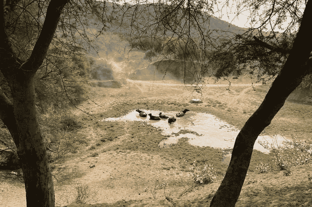 अलवाव के एक पवित्र वन के एक जलाशय में भैंसें_राजस्थान के ओरण