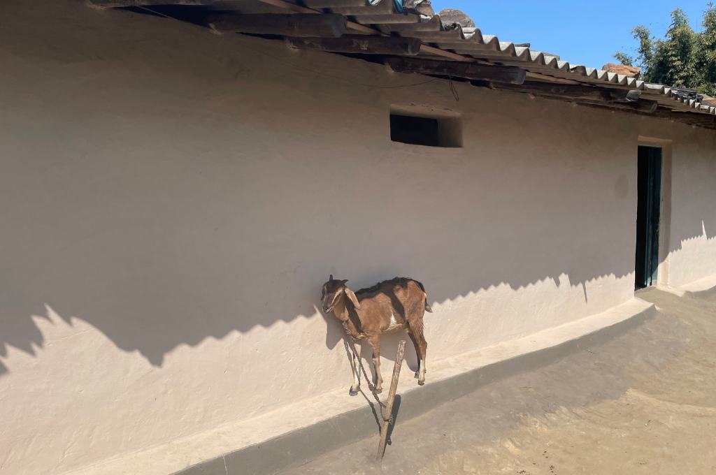मिट्टी के घर की दीवार से लगकर खड़ी एक बकरी_पशुपालन