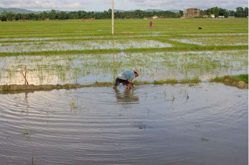 धान के खेत में काम करता किसान - जल संरक्षण