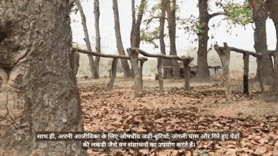 समूह में चलती महिलायें_थारू आदिवासी