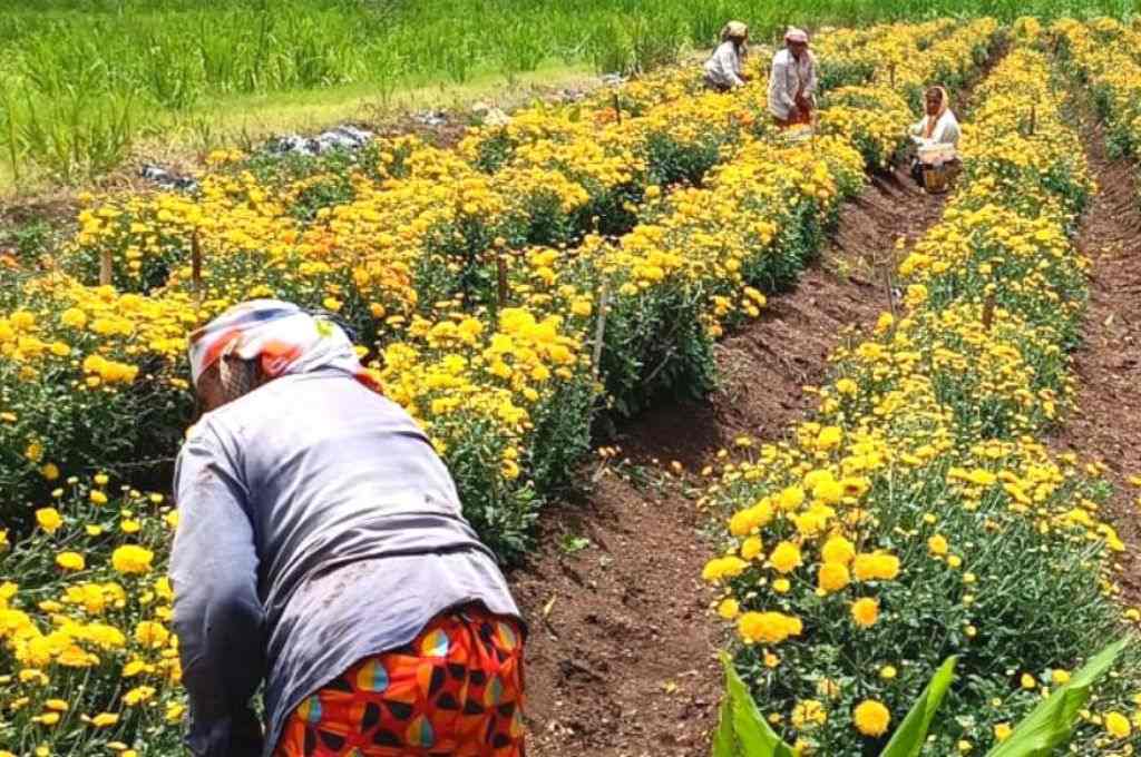 फूलों के खेत में काम करती एक महिला_फूलों का गांव