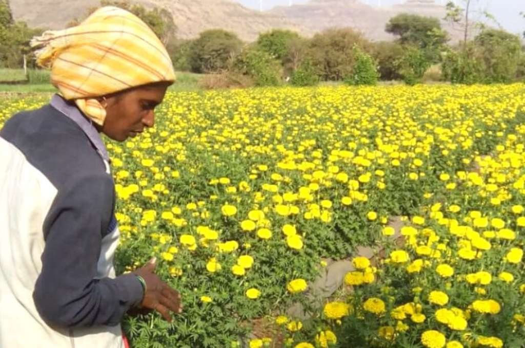 फूलों के खेत में एक महिला_फूलों का गांव