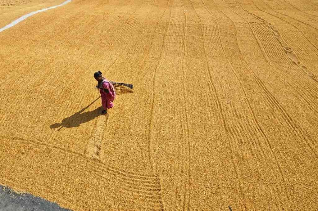 खेत में काम करती महिला किसान_ग्राम स्वराज