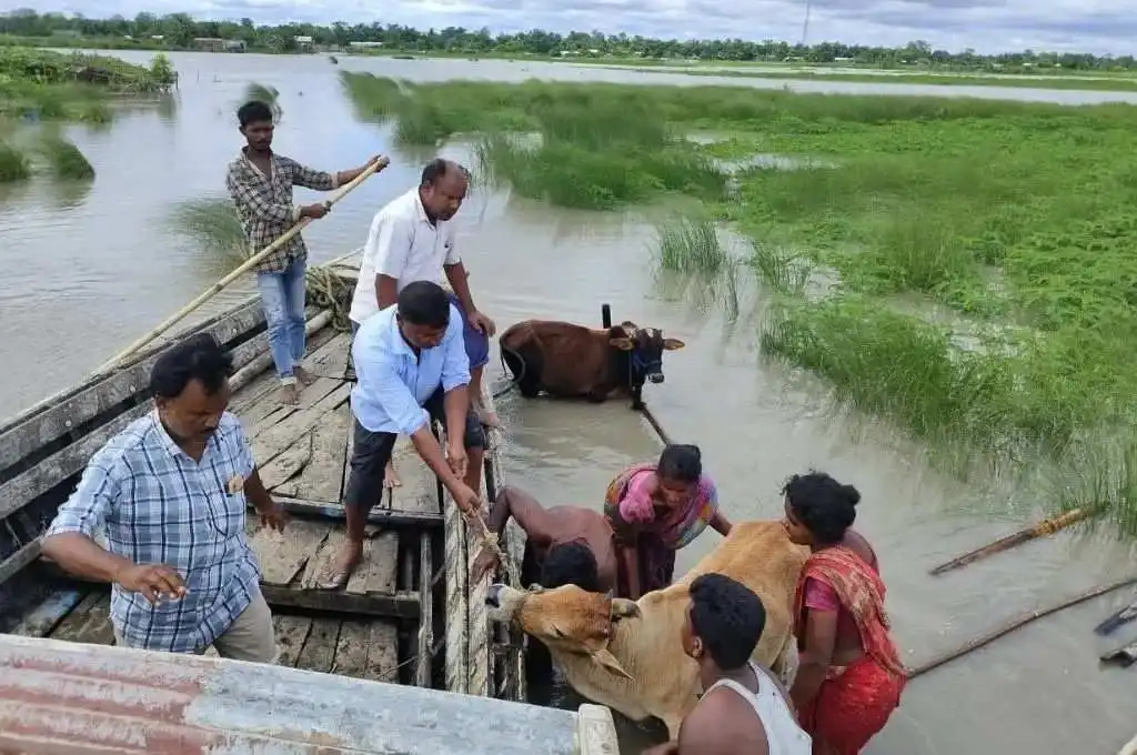 बाढ़ में फंसे मवेशियों को बाहर निकालते ग्रामीण-बाढ़ आपदा