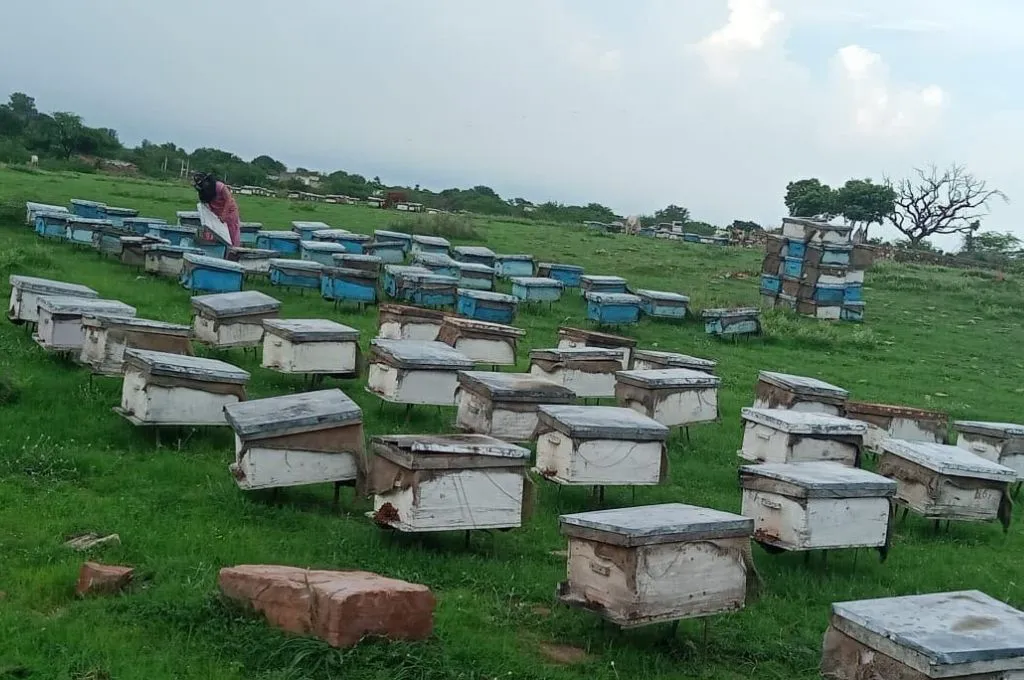 खेत में शहद के लिए लगाए गए मधुमक्खी के छत्ते_मधुमक्खी पालक