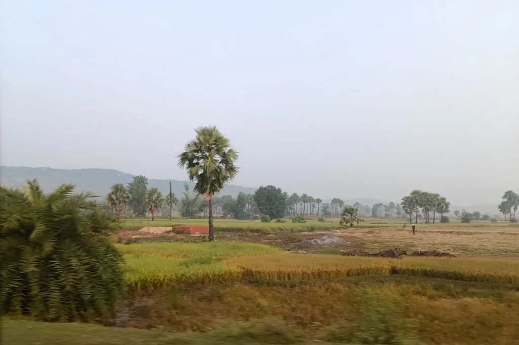 एक परिदृश्य जिसमें खेत और ताड़ के पेड़ नजर आ रहे हैं_ताड़ी