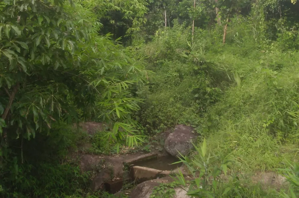 जंगल की झाड़ियों के बीच पानी का एक स्रोत_भू अधिकार