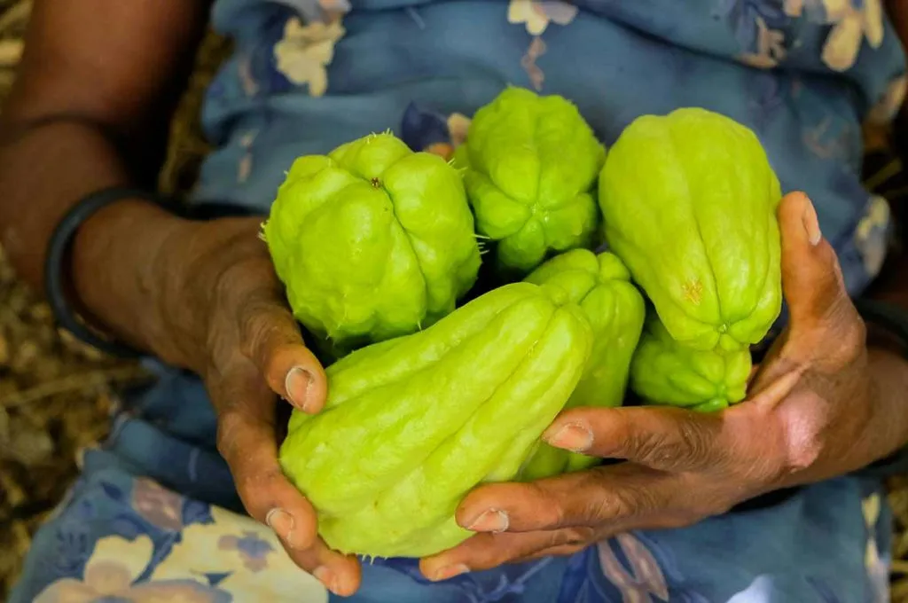 एक महिला के हाथों में इस्कुट_जैविक खेती