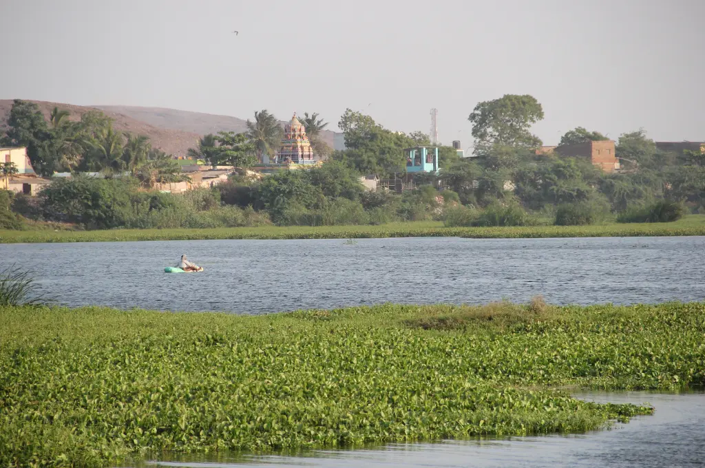 चेन्नई के अंबत्तूर एरी में मछली पकड़ता एक व्यक्ति_पोरंबोके