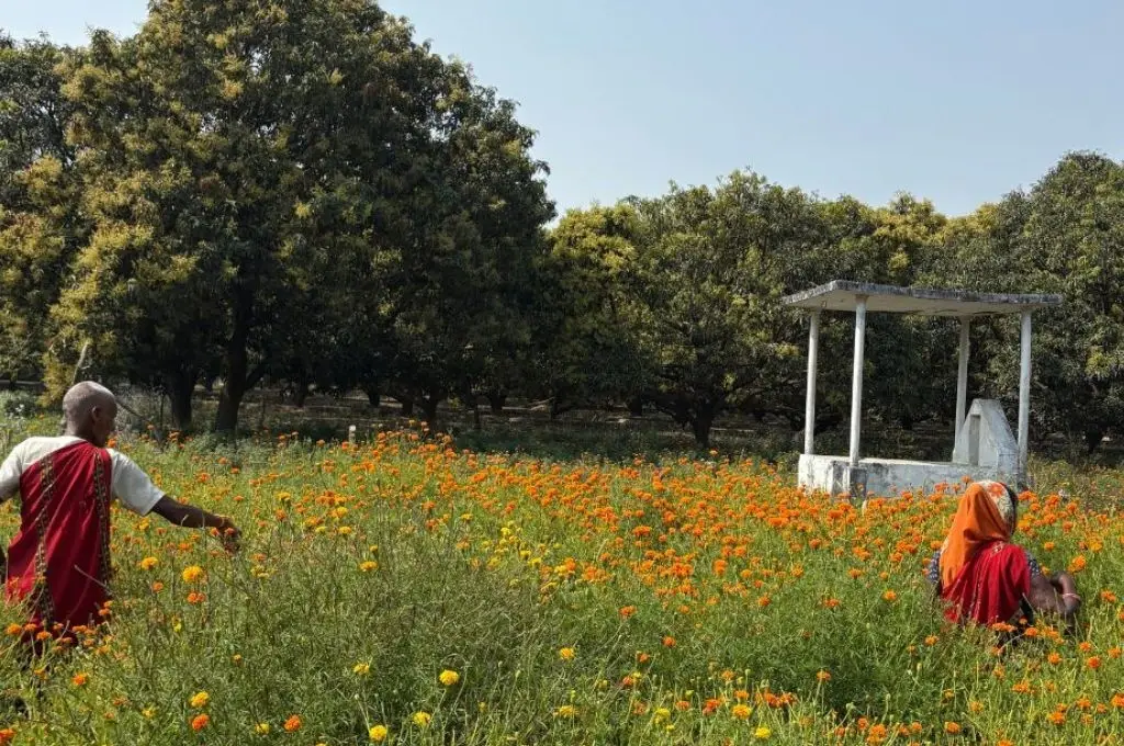 फूलो के खेत में दो लोग_फूलों की खेती