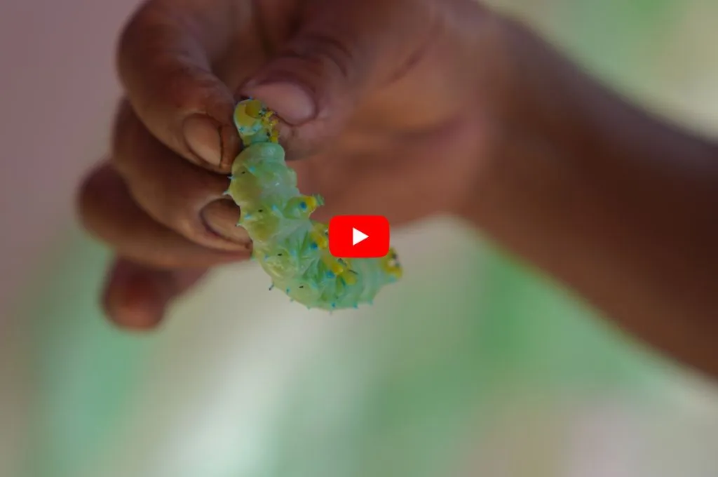 हाथ में एक रेशम का कीड़ा_कीट पालन​