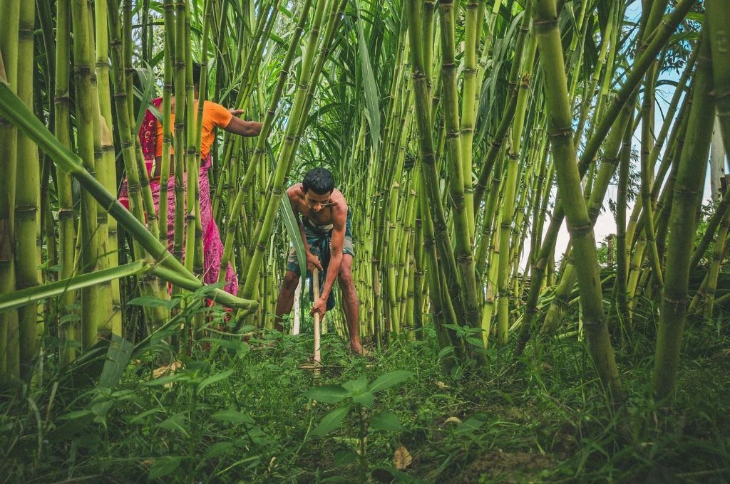 गन्ने के खेत में काम करते महिला और पुरुष_मराठवाड़ा