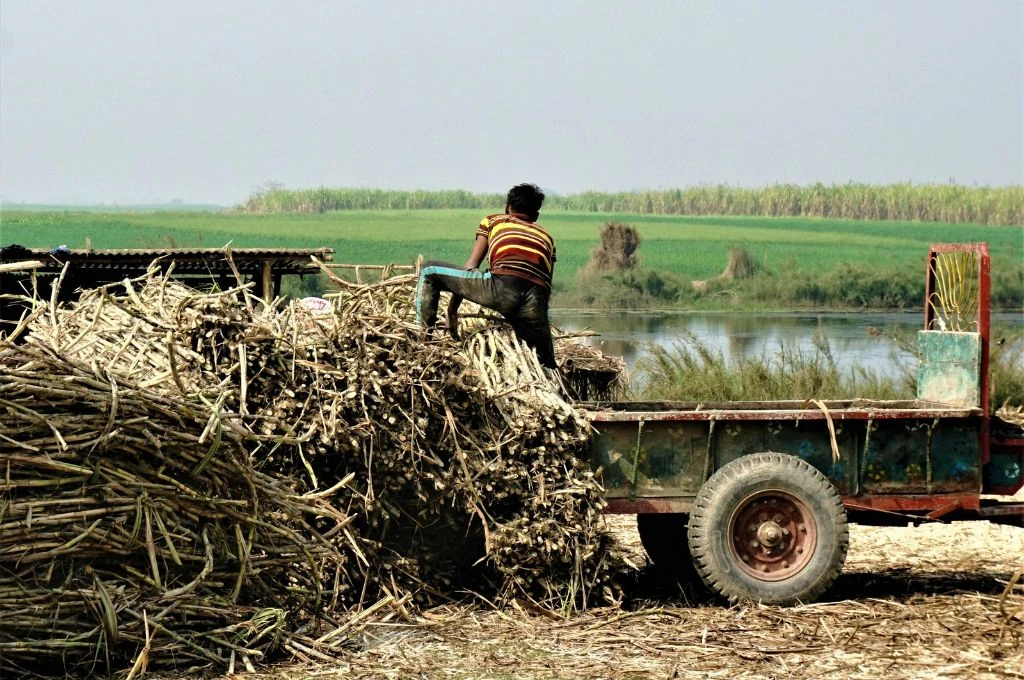 ट्रैक्टर में गन्ना भरता मजदूर_मराठवाड़ा
