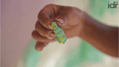 हाथ में एक रेशम का कीड़ा_कीट पालन​