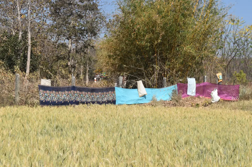खेत में खड़ी गेंहू की पकी फसल और साड़ी से की गई एक छोटी बाउंड्री_खेतीबाड़ी