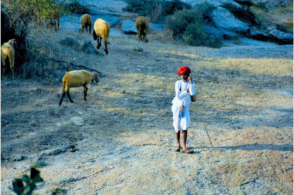 मवेशीयों के साथ एक चरवाहा_संरक्षण